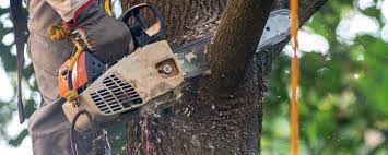 Best Tree Mulching  in Metzger, OR