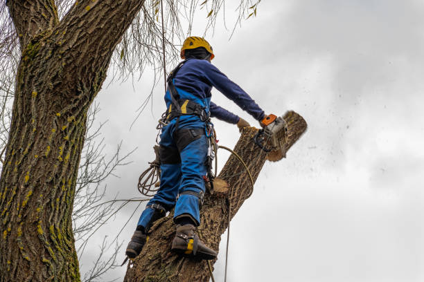 Best Stump Grinding and Removal  in Metzger, OR