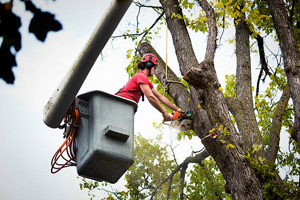 Best Fruit Tree Pruning  in Metzger, OR